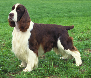 SPANIEL SARITOR ENGLEZ